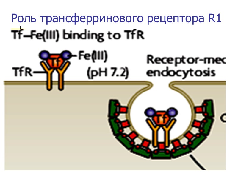 12/13/2017 11 Роль трансферринового рецептора R1